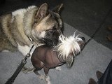 IMG_0982.JPG