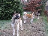 IMG_1268.JPG
