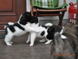 2010_03_14_Welpen 354.jpg