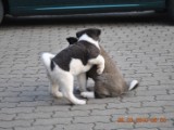 2010_03_28 013.jpg