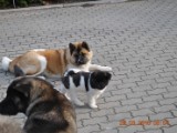 2010_03_28 026.jpg