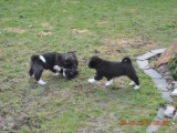 2010_03_28 033.jpg