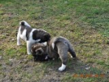 2010_03_28 053.jpg
