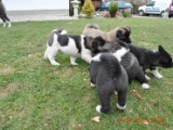 2010_04_04 095.jpg
