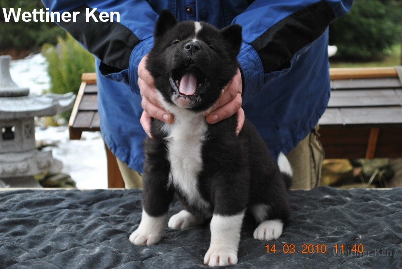 2010_03_14_Welpen 211